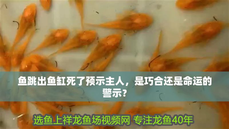 魚跳出魚缸死了預示主人，是巧合還是命運的警示？