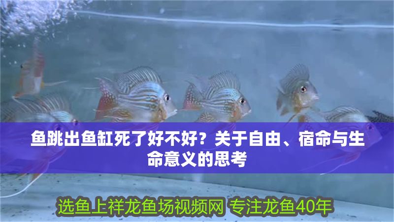 魚跳出魚缸死了好不好？關于自由、宿命與生命意義的思考