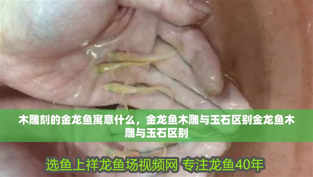 木雕刻的金龍魚寓意什么，金龍魚木雕與玉石區別金龍魚木雕與玉石區別