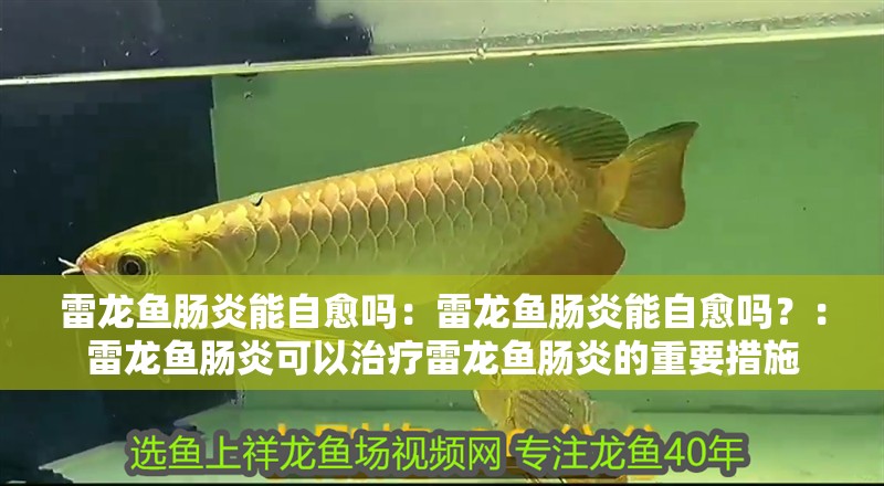 雷龍魚腸炎能自愈嗎：雷龍魚腸炎能自愈嗎？：雷龍魚腸炎可以治療雷龍魚腸炎的重要措施