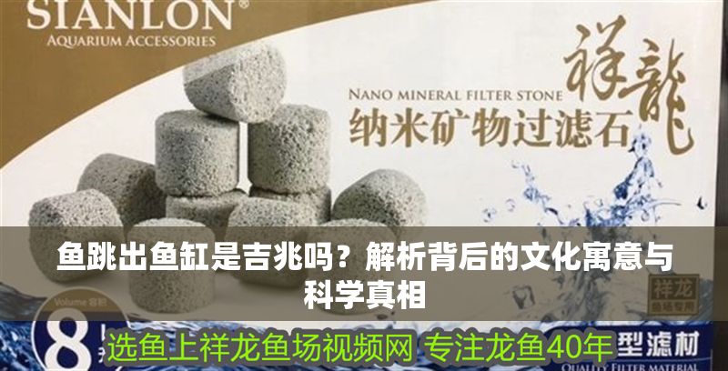 魚跳出魚缸是吉兆嗎？解析背后的文化寓意與科學真相