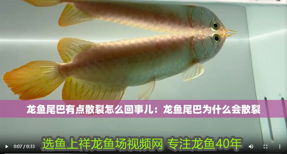 龍魚尾巴有點(diǎn)散裂怎么回事兒：龍魚尾巴為什么會散裂