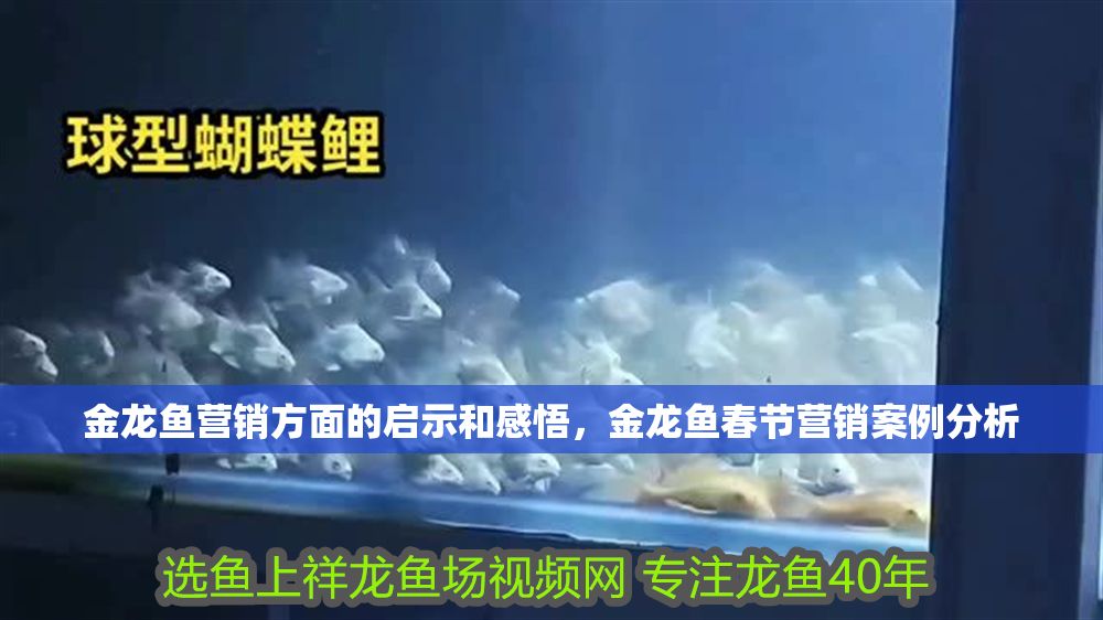 金龍魚營銷方面的啟示和感悟，金龍魚春節(jié)營銷案例分析