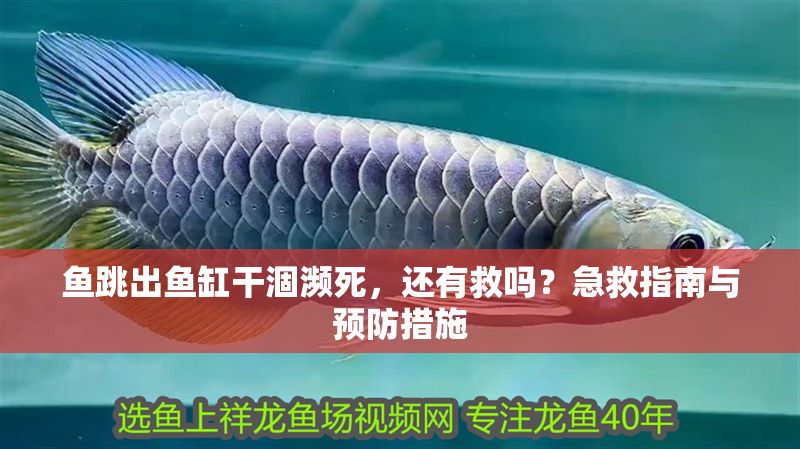魚跳出魚缸干涸瀕死，還有救嗎？急救指南與預(yù)防措施 魚跳出魚缸干涸瀕死，還有救嗎？急救指南與預(yù)防措施 龍魚百科 第1張