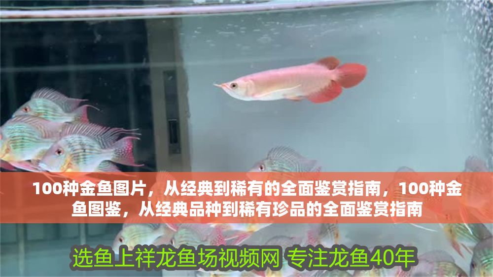 100種金魚圖片，從經典到稀有的全面鑒賞指南，100種金魚圖鑒，從經典品種到稀有珍品的全面鑒賞指南
