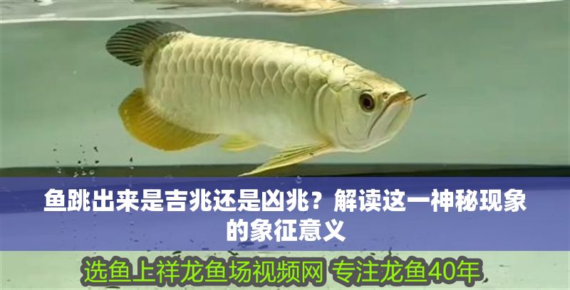 魚跳出來是吉兆還是兇兆？解讀這一神秘現象的象征意義