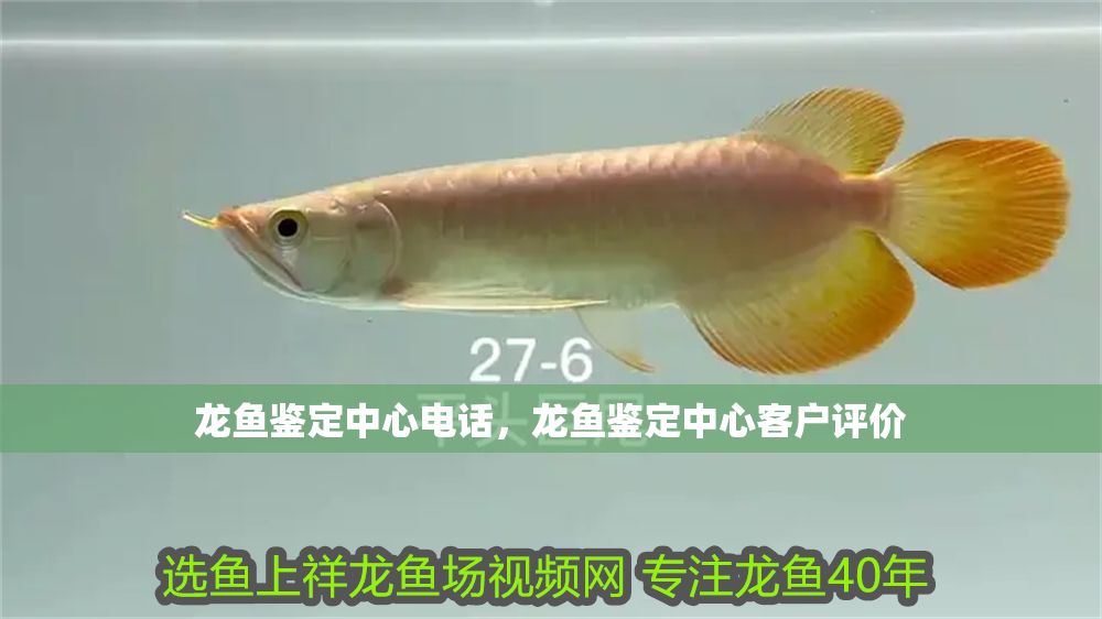 龍魚鑒定中心電話，龍魚鑒定中心客戶評價