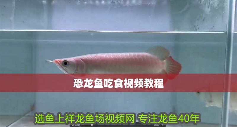 恐龍魚吃食視頻教程