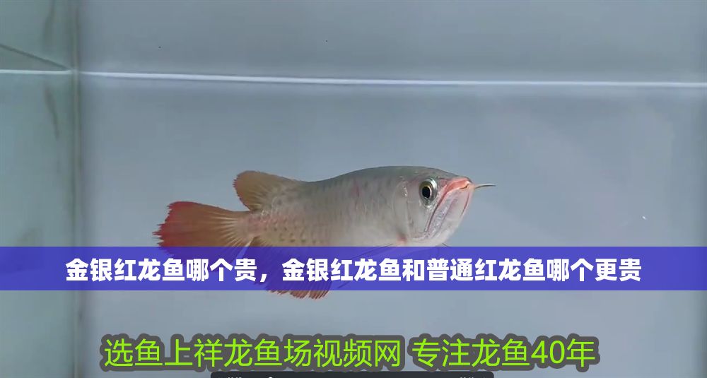 金銀紅龍魚哪個(gè)貴，金銀紅龍魚和普通紅龍魚哪個(gè)更貴 金銀紅龍魚哪個(gè)貴，金銀紅龍魚和普通紅龍魚哪個(gè)更貴 龍魚百科 第2張