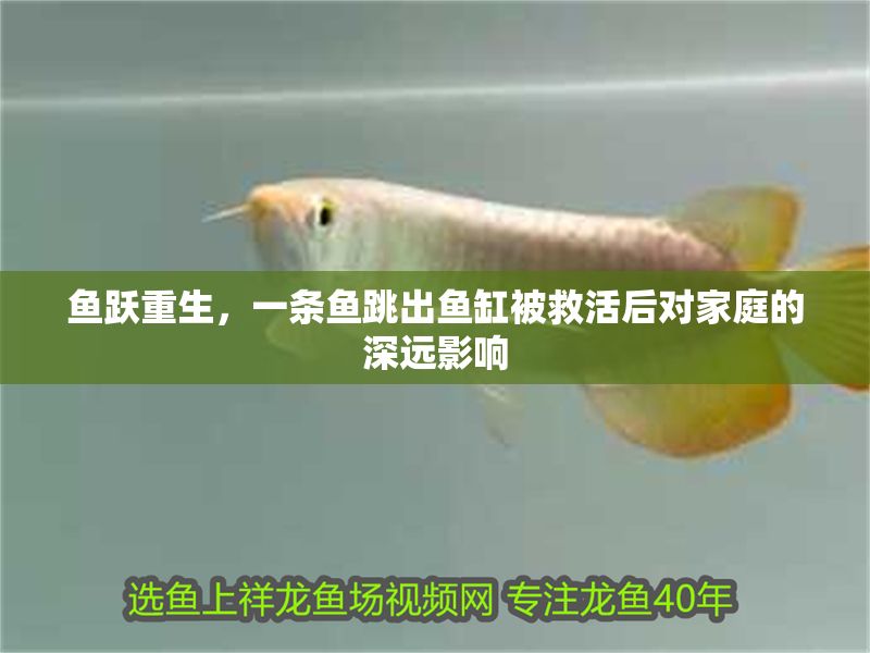 魚躍重生，一條魚跳出魚缸被救活后對家庭的深遠(yuǎn)影響