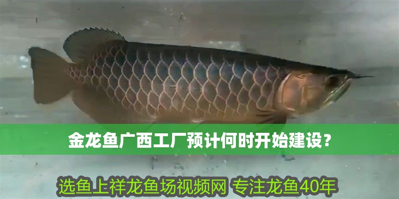 金龍魚廣<strong><mark>西工</mark></strong>廠預計何時開始建設？