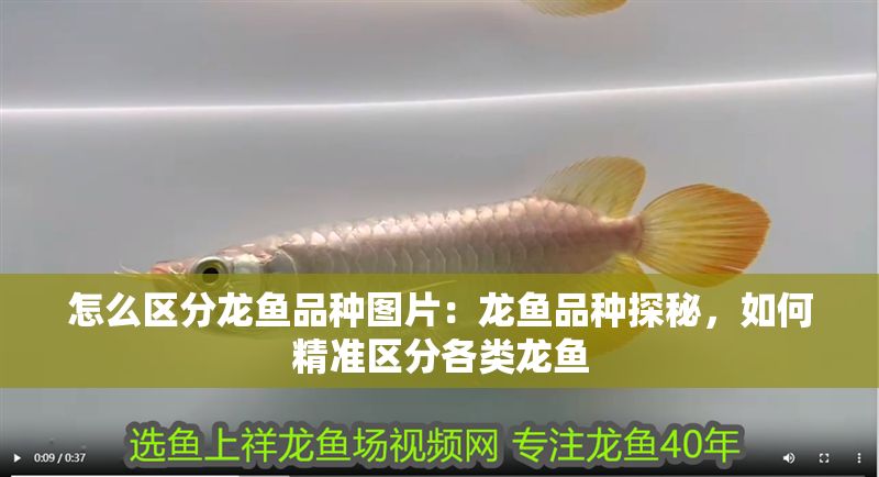 怎么區(qū)分龍魚品種圖片：龍魚品種探秘，如何精準區(qū)分各類龍魚