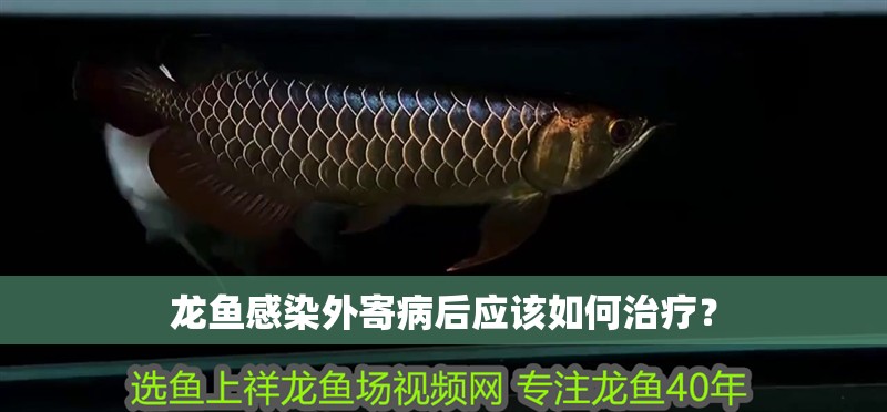 龍魚感染外寄病后應(yīng)該如何治療？