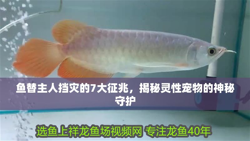 魚替主人擋災(zāi)的7大征兆，揭秘靈性寵物的神秘守護