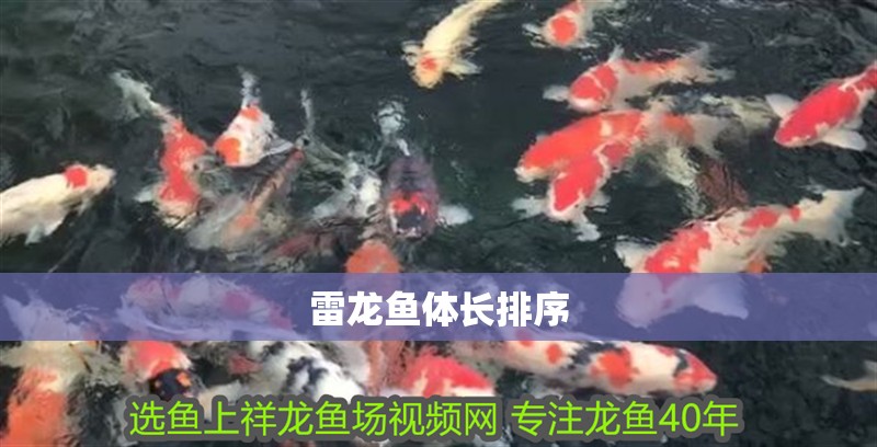 雷龍魚體長排序