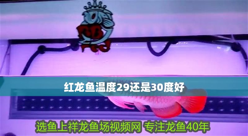 紅龍魚溫度29還是30度好