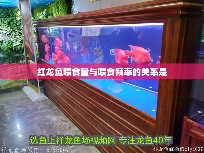 紅龍魚喂食量與喂食頻率的關系是 紅龍魚喂食量與喂食頻率的關系是 龍魚百科 第1張