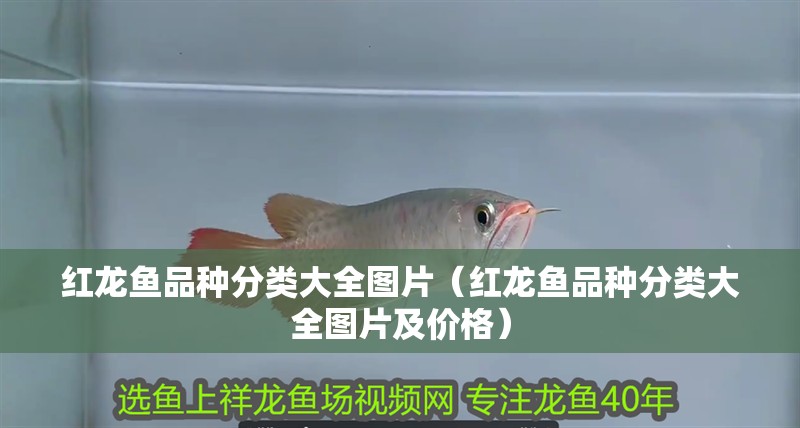 紅龍魚品種分類大全圖片（紅龍魚品種分類大全圖片及價格）