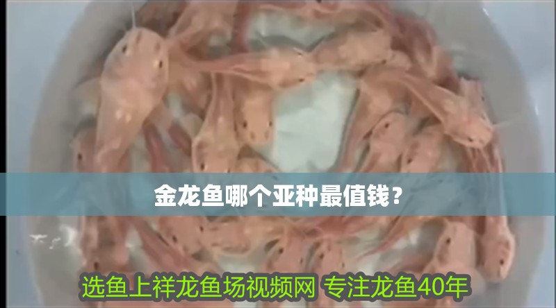 金龍魚哪個(gè)亞種最值錢？