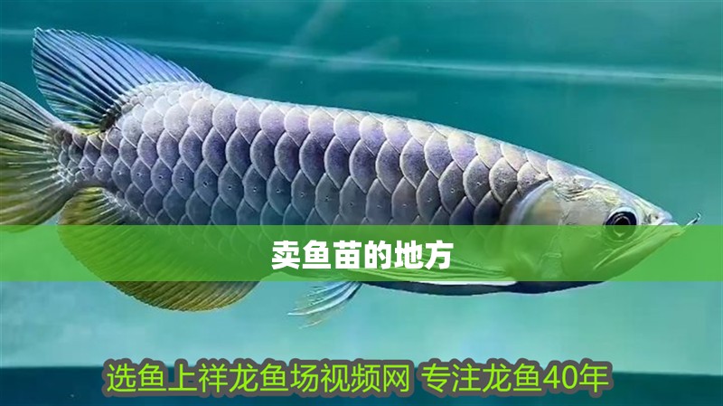 賣(mài)魚(yú)苗的地方