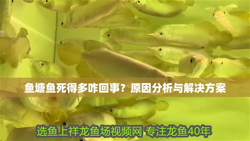 魚塘魚死得多咋回事？原因分析與解決方案