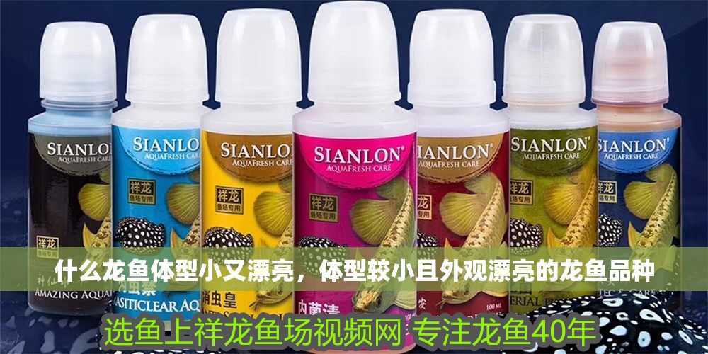 什么龍魚體型小又漂亮，體型較小且外觀漂亮的龍魚品種 什么龍魚體型小又漂亮，體型較小且外觀漂亮的龍魚品種 龍魚百科 第2張