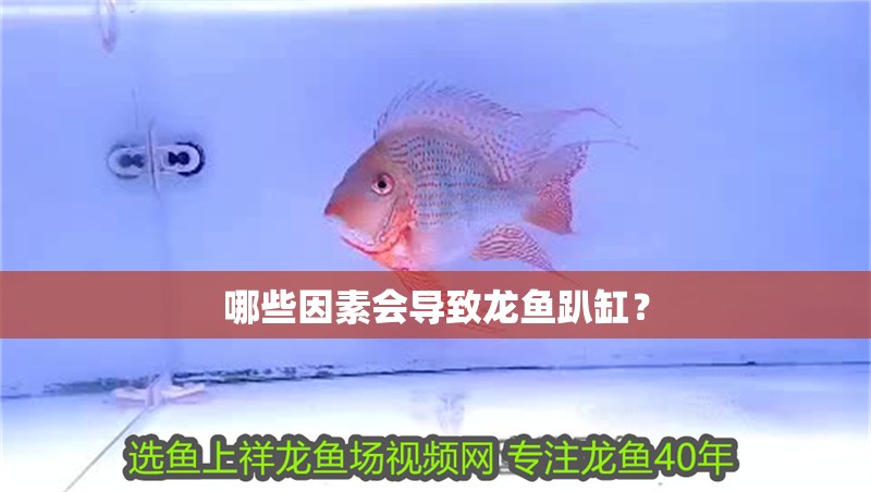 哪些因素會導致龍魚趴缸？