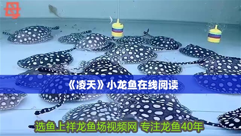 《凌天》小龍魚在線閱讀