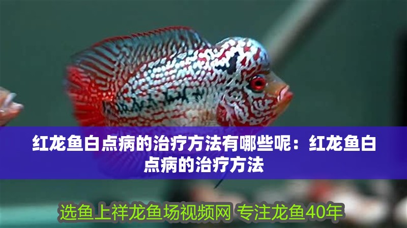 紅龍魚白點病的治療方法有哪些呢：紅龍魚白點病的治療方法