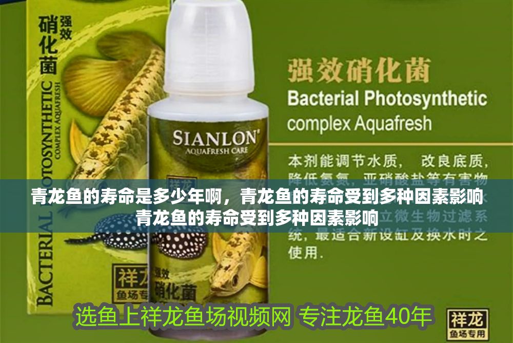 青龍魚的壽命是多少年啊，青龍魚的壽命受到多種因素影響青龍魚的壽命受到多種因素影響