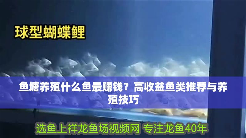 魚塘養殖什么魚最賺錢？高收益魚類推薦與養殖技巧