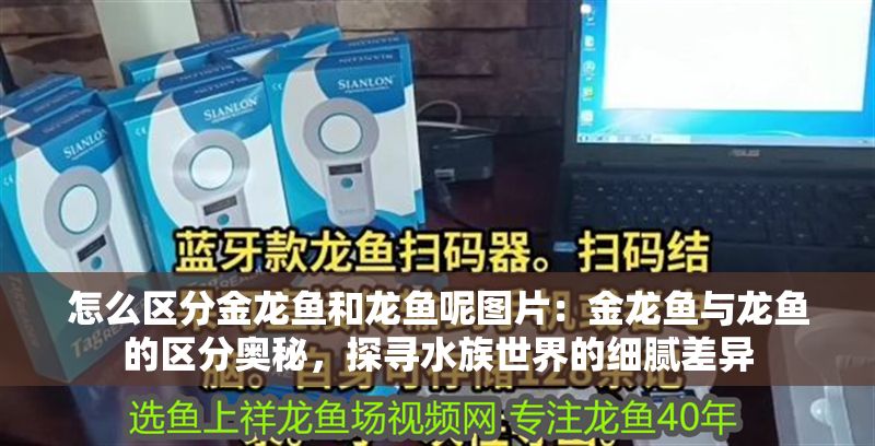 怎么區(qū)分金龍魚(yú)和龍魚(yú)呢圖片：金龍魚(yú)與龍魚(yú)的區(qū)分奧秘，探尋水族世界的細(xì)膩差異