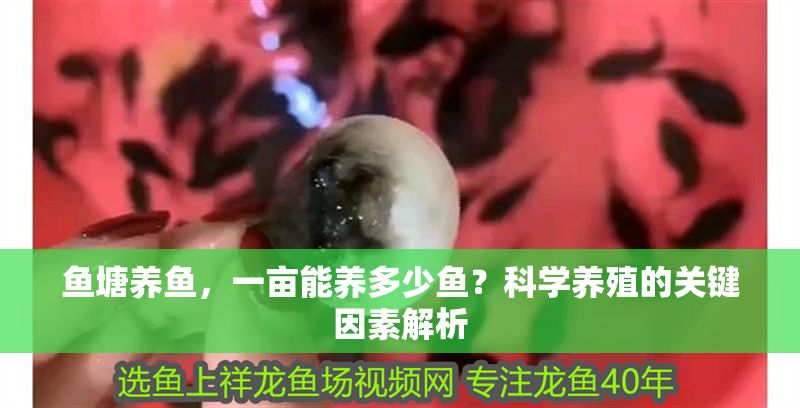 魚塘養魚，一畝能養多少魚？科學養殖的關鍵因素解析