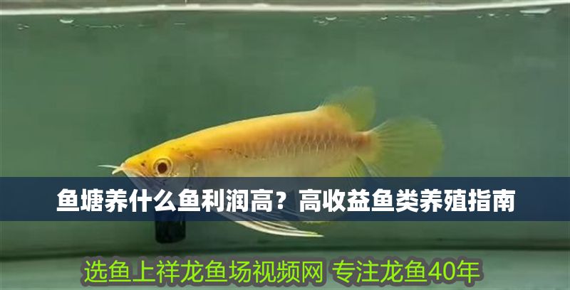 魚塘養什么魚利潤高？高收益魚類養殖指南