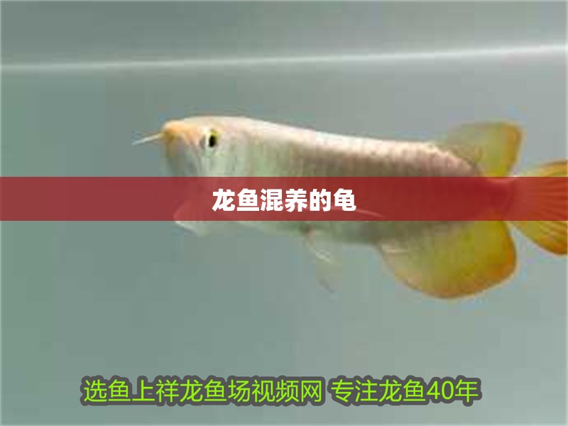 龍魚混養(yǎng)的龜