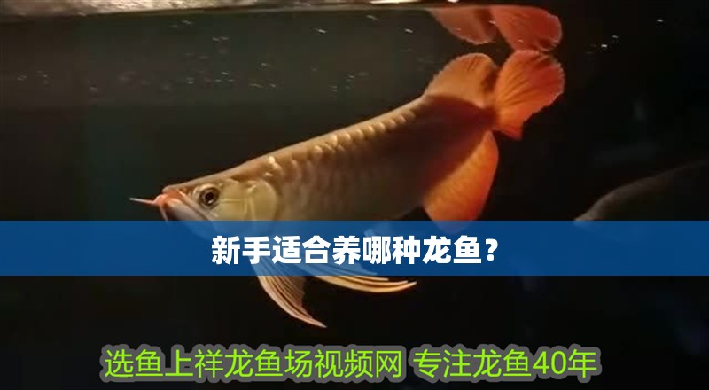 新手適合養哪種龍魚？