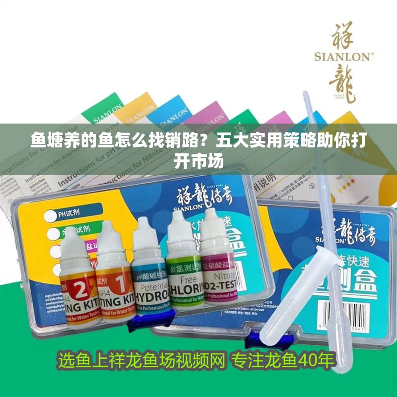 魚塘養的魚怎么找銷路？五大實用策略助你打開市場