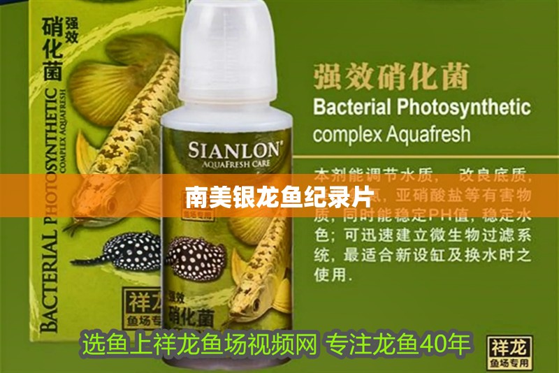 南美銀龍魚紀錄片