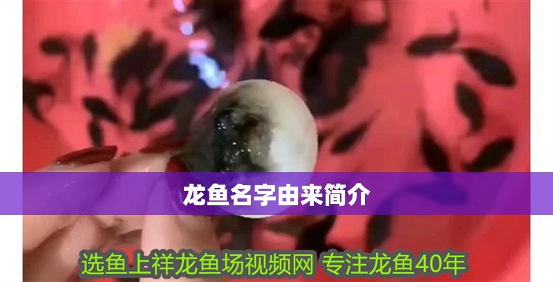 龍魚名字由來簡介