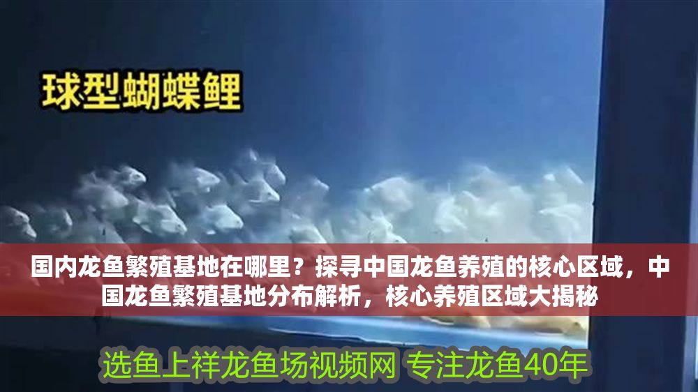 國內(nèi)龍魚繁殖基地在哪里？探尋中國龍魚養(yǎng)殖的核心區(qū)域，中國龍魚繁殖基地分布解析，核心養(yǎng)殖區(qū)域大揭秘