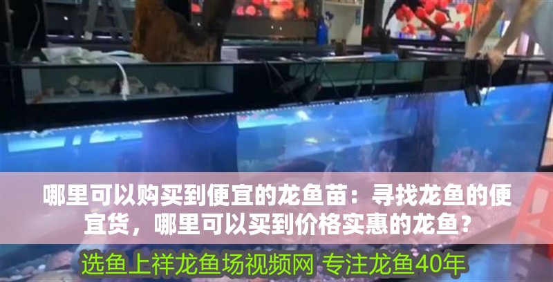 哪里可以購買到便宜的龍魚苗：尋找龍魚的便宜貨，哪里可以買到價格實惠的龍魚？