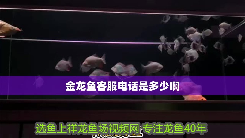 金龍魚客服電話是多少啊