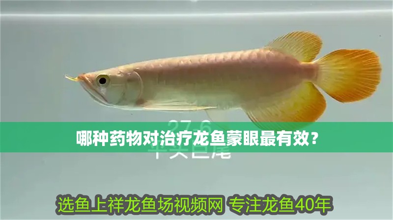 哪種藥物對治療龍魚蒙眼最有效？