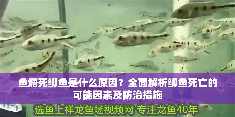 魚塘死鯽魚是什么原因？全面解析鯽魚死亡的可能因素及防治措施