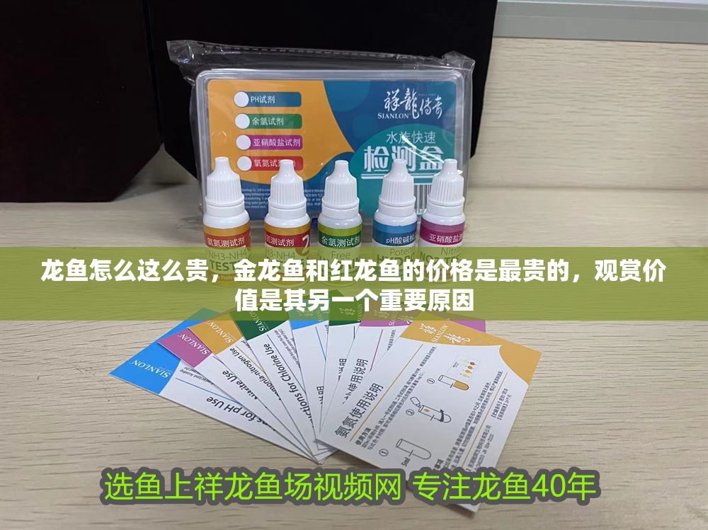 龍魚怎么這么貴，金龍魚和紅龍魚的價格是最貴的，觀賞價值是其另一個重要原因