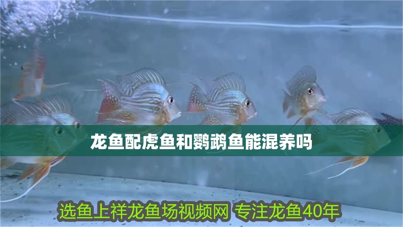 龍魚(yú)配虎魚(yú)和鸚鵡魚(yú)能混養(yǎng)嗎