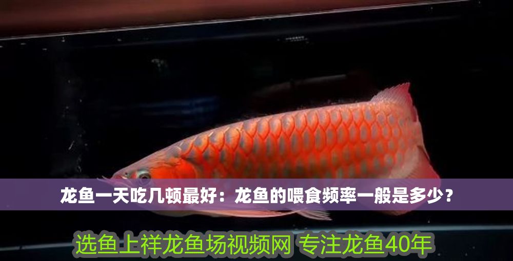 龍魚一天吃幾頓最好：龍魚的喂食頻率一般是多少？