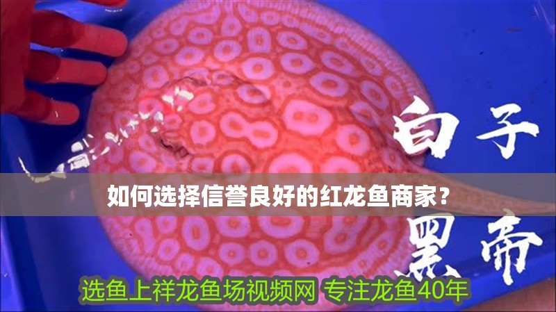 如何選擇信譽良好的紅龍魚商家？