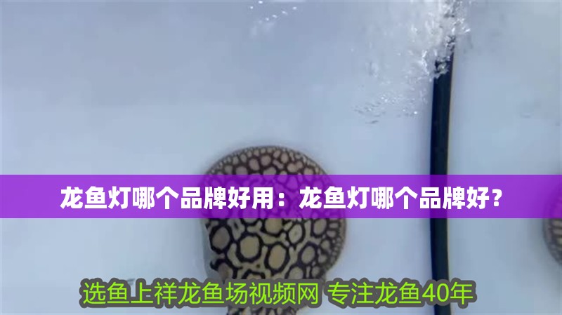 龍魚燈哪個品牌好用：龍魚燈哪個品牌好？