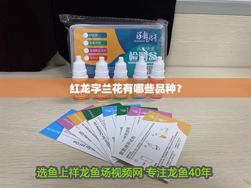 紅龍字蘭花有哪些品種？